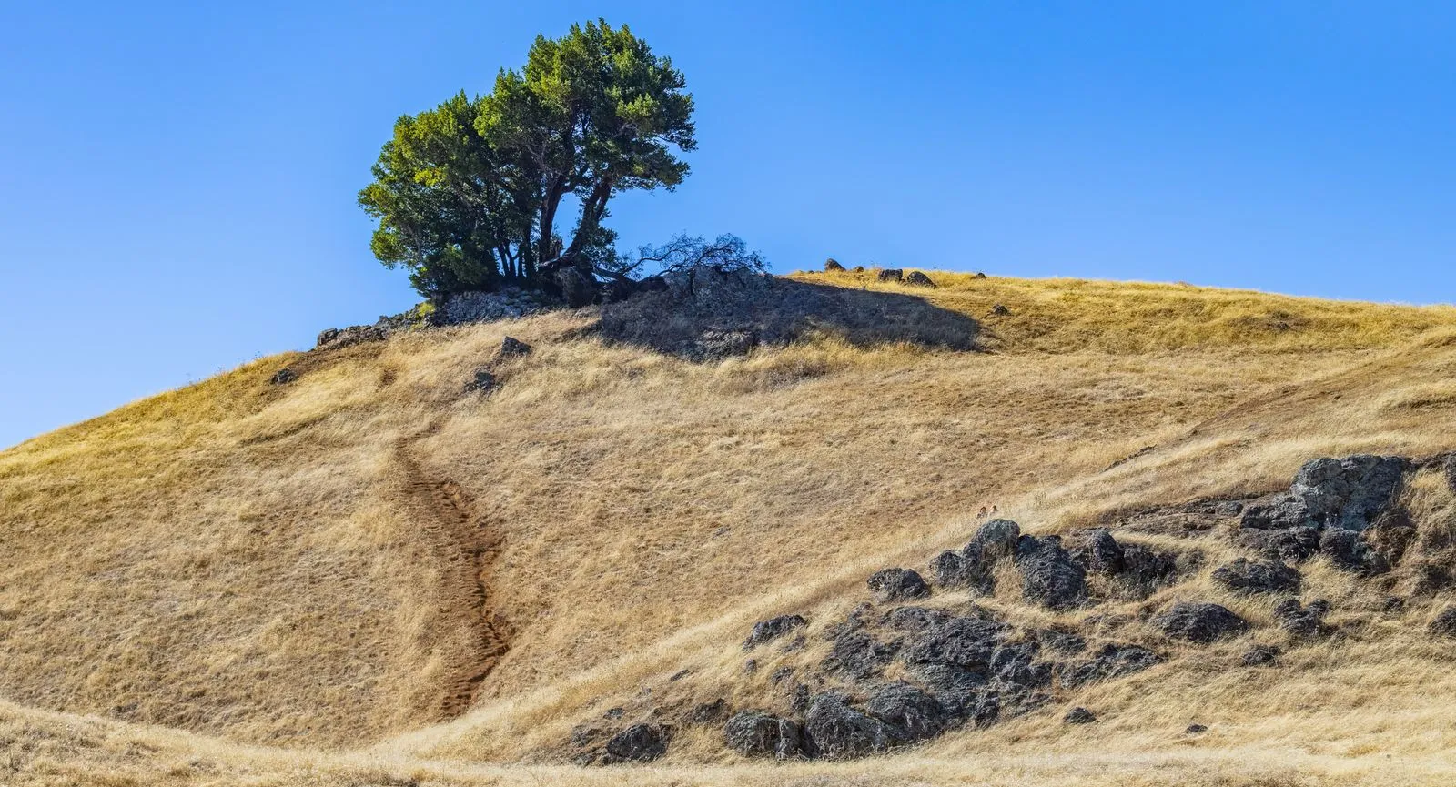 Arbre seul sur une crête sous un ciel bleu - révocation et responsabilité des dirigeants
