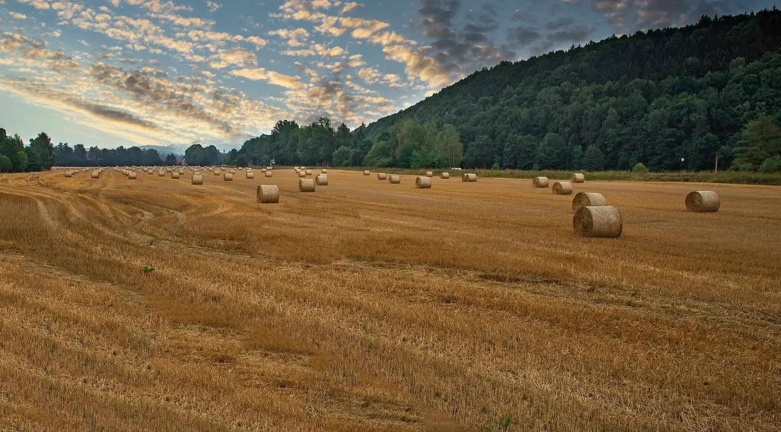 Champ moissonné et balles de foin à l'orée d'une forêt - liquidation judiciaire