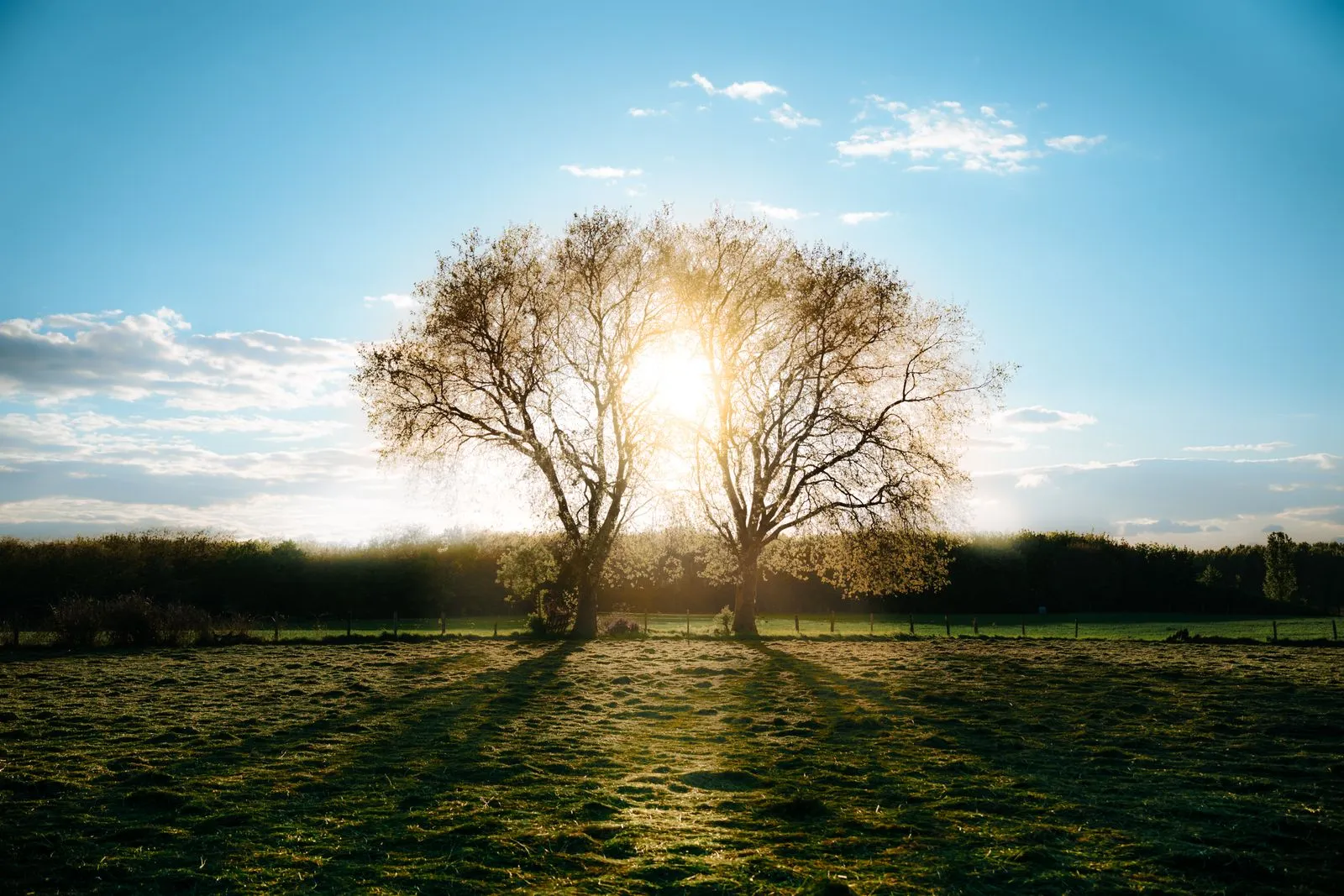 Deux arbres dans un champ au lever du soleil - contrats de partenariat